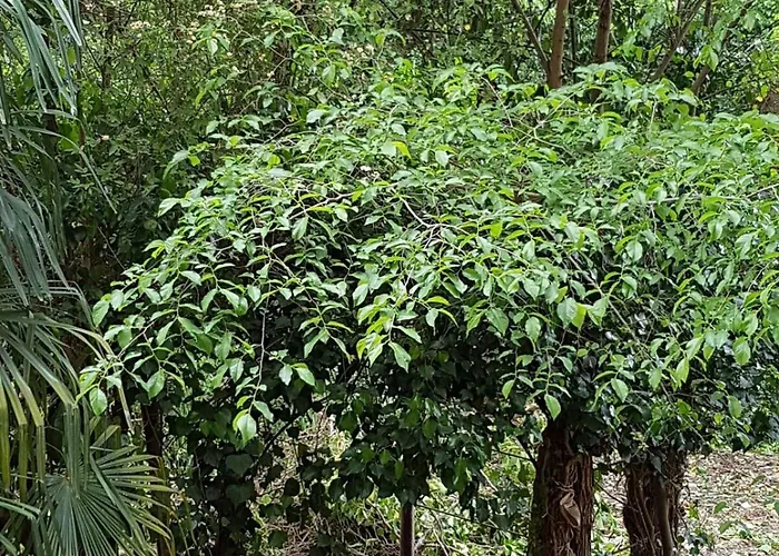 Relais La Corte Dei Cavalieri Panzió Siena